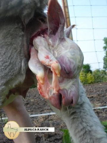 Geboorte alpaca veulens