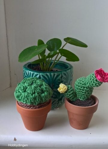 Cactussen zijn helemaal hip!