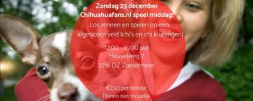 23 december 2018: Chihuahua speelmiddag in Zoetermeer!