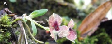 Duivelsorchidee