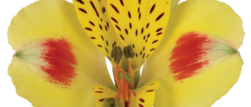 Flowerholland – Alstroemeria