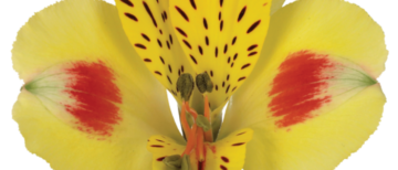 Flowerholland – Alstroemeria