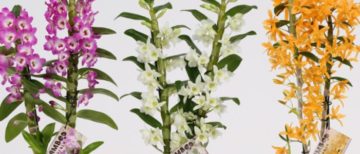 Flowerholland – Bamboo orchids