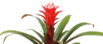Flowerholland – Bromelia