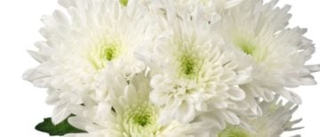 flowerholland – chrysanten