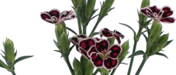 Flowerholland – Dianthus