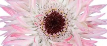 Flowerholland – Gerbera mini