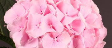 Flowerholland – Hydrangea