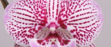 Flowerholland –  Phalaenopsis