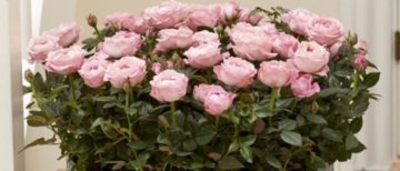 flowerholland – Pot roses Amorosa – line