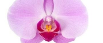 Flowerholland – snij-phalaenopsis