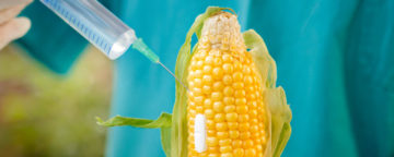 GMO: Wat je zou moeten weten over genetisch gemodificeerde organismen