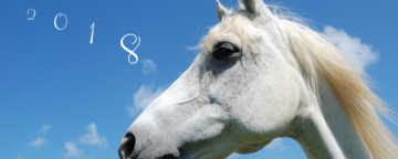 44 Reflectievragen over het voorbije jaar met je paard