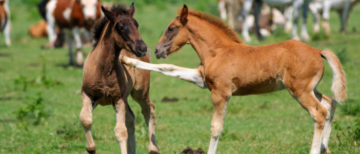 Minder leuke karaktertrekken van je paard: aanvaarden of veranderen?