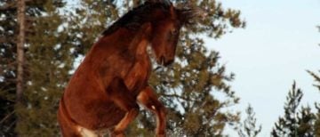 Velen zien de omgang en training van hun paard als vanzelfsprekend