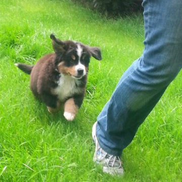 Hond los of aan de riem Hond los of aan de riem