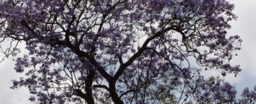 De jacaranda en de flamboyant | de mooiste bomen van Tanzania