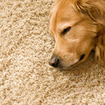 alles-over-tapijt,vloeren,gietvloeren,coatings,laminaat,parket,pvc,vloerbedekking,tegels