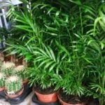 комнатные растения хамедорея