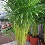 комнатные растения пальма арека