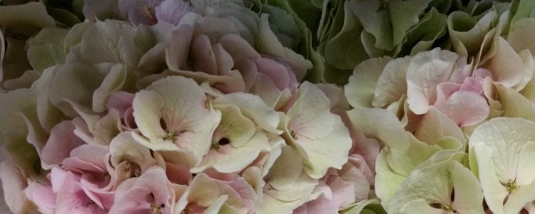 Гортензия (гидрангея) – чудесный осенний цветок.
