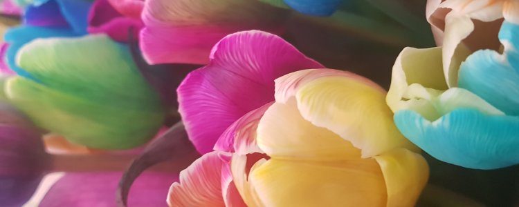 Крашеный цветок в 21 веке. Новые краски – идеи для фантазии флористов