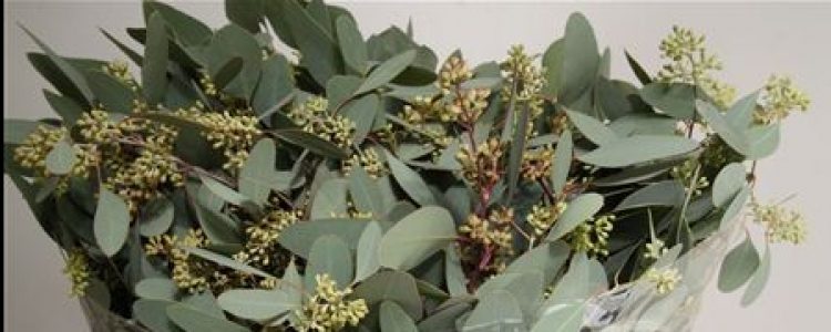 Эвкалипт eucaliptus – зелень для букетов с потрясающим ароматом