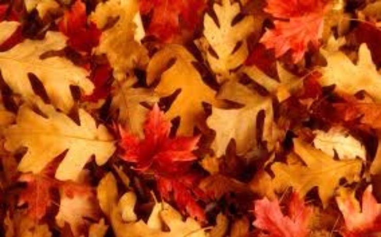 Herfst tips- Ga met deze drie tips vitaal de herfst in en blijf energiek
