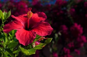 Hibiscus: prachtplant met gezonde eigenschappen