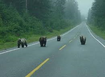 5 tips om de beren op de weg te omzeilen en te gaan DOEN