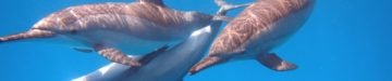 Hoe intelligent zijn dolfijnen?